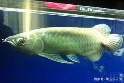 新手養(yǎng)什么品種龍魚：新手養(yǎng)什么品種的龍魚好 龍魚百科 第2張