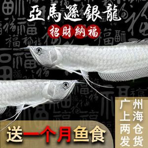 金龍魚活魚價格查詢：金龍魚活魚價格