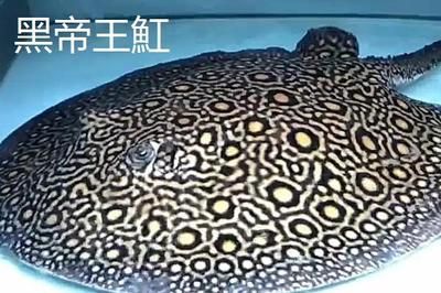 魟魚哪種好看又好養(yǎng)活：魟魚哪種好看 魟魚百科 第3張