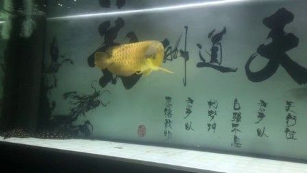 龍魚咬嘴抖頭：龍魚出現(xiàn)咬嘴和抖頭的癥狀可能是由多種原因引起的