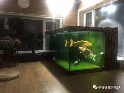 大型玻璃魚缸怎么粘：大型玻璃魚缸的粘接步驟和注意事項(xiàng) 魚缸百科 第4張