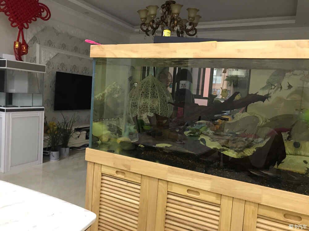 彩蝶底濾缸漏飼料魚會死嗎視頻：彩蝶底濾缸如果出現(xiàn)漏水，會導致飼料魚死亡嗎，養(yǎng)龜養(yǎng)魚需關注