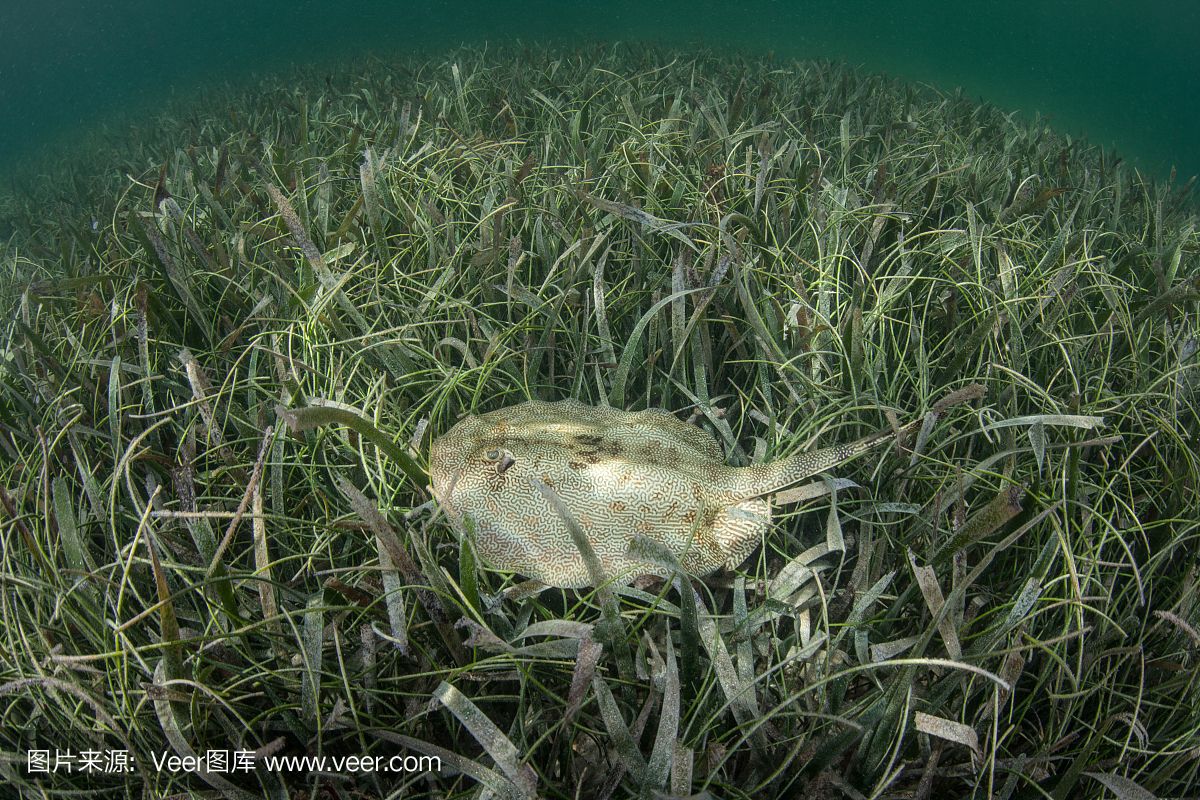 魟魚拉的白色絮狀是什么蟲：魟魚拉出的白色絮狀物可能是由幾種不同的原因引起的 魟魚百科 第2張