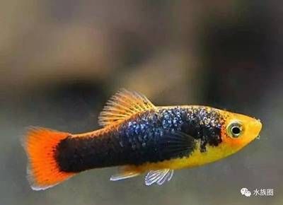 最常見的觀賞魚有哪些：哪些品種的觀賞魚適合初學(xué)者飼養(yǎng)？ 魟魚百科 第3張