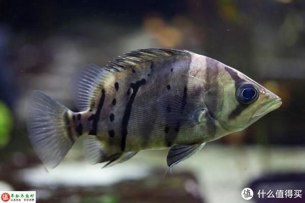 龍魚身上白色絮狀物怎么治好：龍魚身上出現(xiàn)白色絮狀物怎么治好龍魚身上白色絮狀物怎么治好 龍魚百科