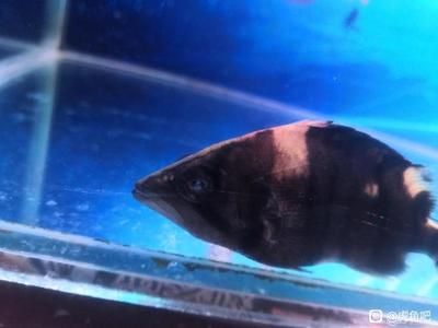 虎魚內(nèi)蒙眼還可以捕食嗎：虎魚內(nèi)蒙眼可以捕食嗎 虎魚百科 第3張