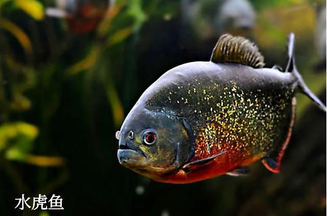 虎魚咬虎魚：虎魚是一種具有強(qiáng)烈攻擊性的魚類 虎魚百科 第1張