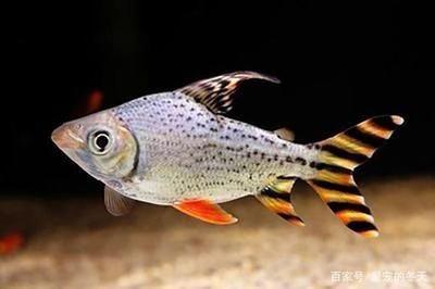 魟魚(yú)配魚(yú)一個(gè)月后怎么還要配：魟魚(yú)配魚(yú)一個(gè)月后怎么還要配魚(yú) 魟魚(yú)百科 第3張