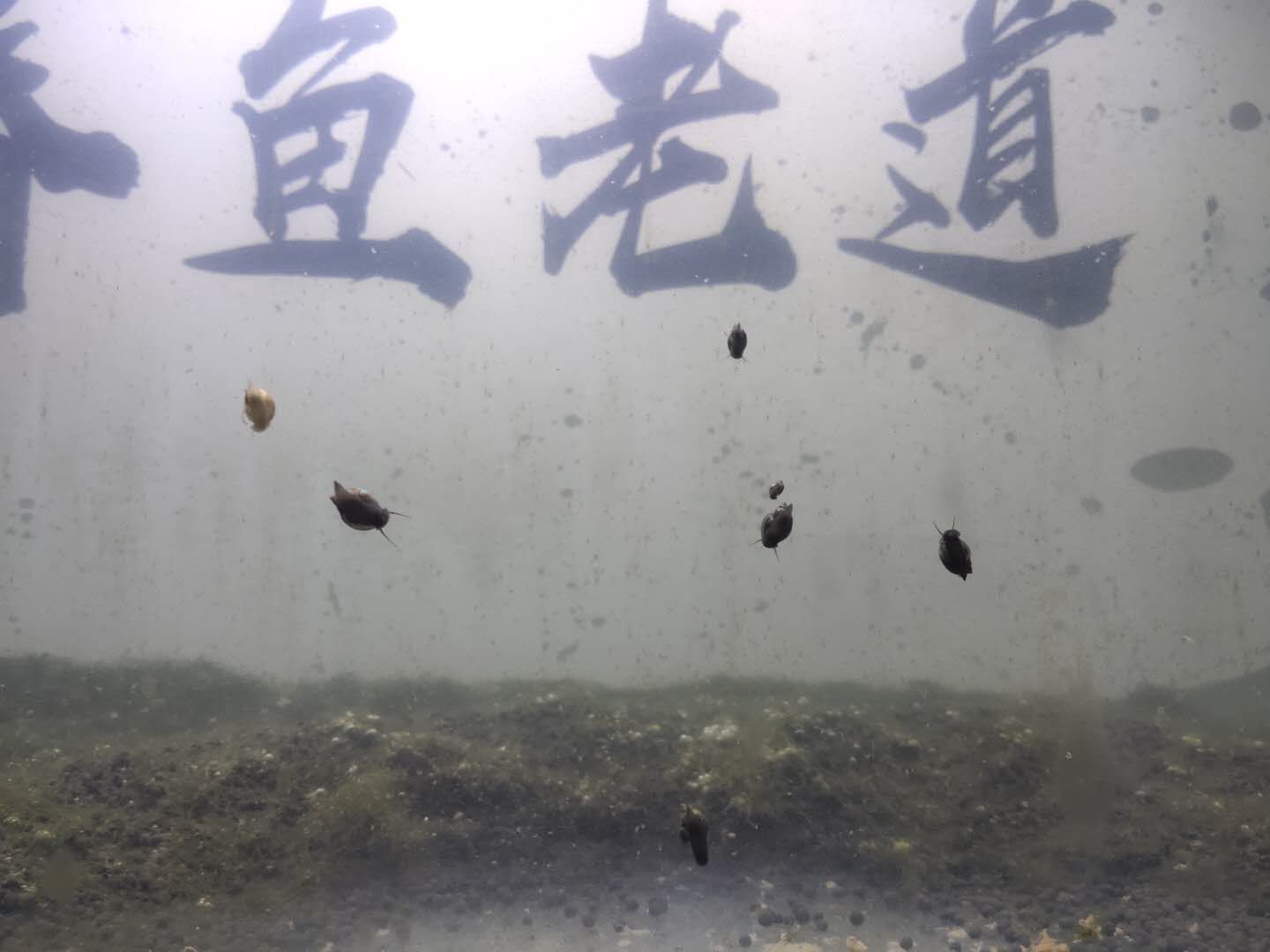 魚缸常見蟲類：魚缸中常見的蟲類種類繁多，有些是潛在的有害生物 魚缸百科 第2張