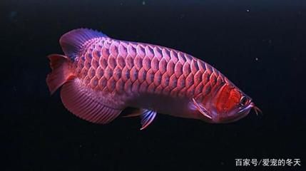 紅龍魚(yú)拒食怎么辦：紅龍魚(yú)拒食怎么辦紅龍魚(yú)拒食的處理方法主要有以下幾個(gè)方面