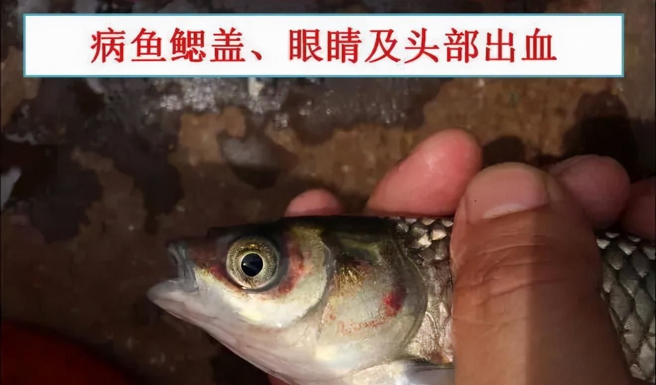 龍魚眼圈發(fā)紅：龍魚眼圈發(fā)紅可能是由多種原因引起的，龍魚眼圈發(fā)紅的原因及對策