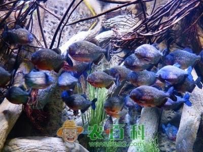 虎魚吃冰凍過的泥鰍安全嗎：虎魚吃冰凍過的泥鰍安全嗎虎魚吃冰凍過的泥鰍安全嗎 虎魚百科 第2張