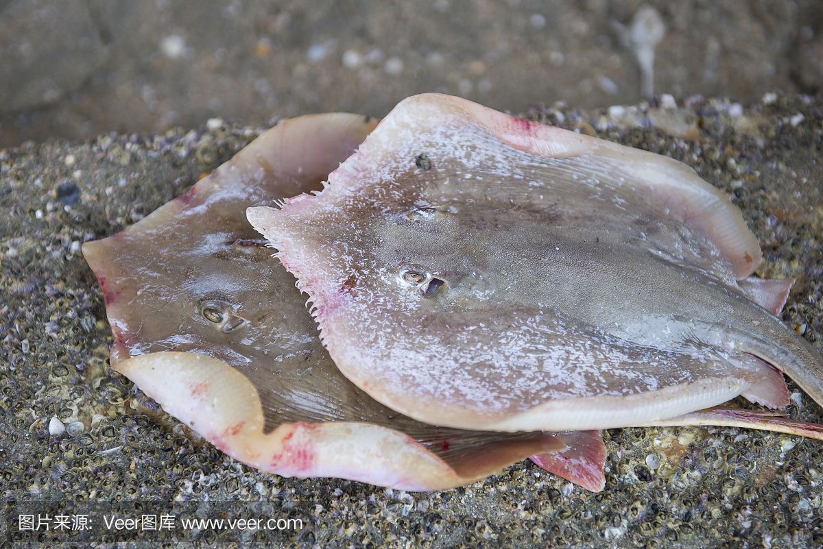 魟魚褪皮：魟魚褪皮怎么辦