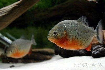 新手養(yǎng)虎魚怎么選品種：新手養(yǎng)虎魚怎么選品種新手養(yǎng)虎魚怎么選品種 虎魚百科 第1張