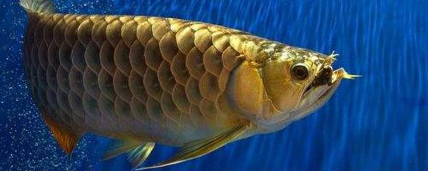 龍魚咬傷大面積掉鱗片會死嗎：龍魚咬傷大面積掉鱗片會死嗎？ 龍魚百科 第3張