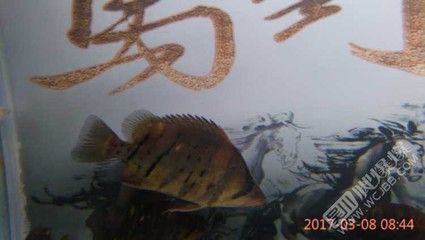 虎魚論壇吧：虎魚論壇吧是一個(gè)專注于虎魚愛好者交流的平臺(tái)