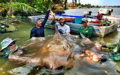 魟魚過水多久會死掉?。呼勽~過水多久會死亡[需手動填充]魚過水多久會死亡，魚商表示過水時間長不行 魟魚百科 第3張