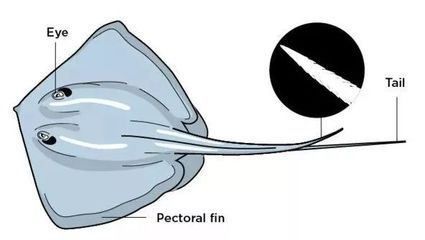 魟魚(yú)的毒素主要成分是什么：魟魚(yú)的毒素主要成分是什么[需手動(dòng)填充][需手動(dòng)填充][需手動(dòng)填充]魚(yú)的毒素主要成分是什么