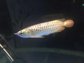 古典重金屬金龍魚：古典重金屬金龍魚價(jià)格為1388米 龍魚百科 第2張