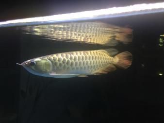 古典重金屬金龍魚：古典重金屬金龍魚價(jià)格為1388米 龍魚百科 第1張