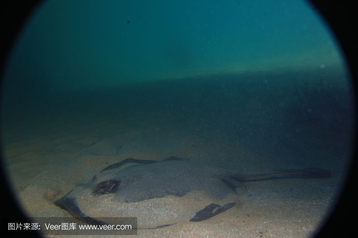 魟魚(yú)灰色為什么比黑色貴：為什么[需手動(dòng)填充]魚(yú)灰色為什么比黑色貴 魟魚(yú)百科 第2張