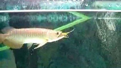 金龍魚(yú)為什么不吃小魚(yú)：金龍魚(yú)不吃小魚(yú)的原因可能有以下幾點(diǎn)：金龍魚(yú)不吃小魚(yú)的原因