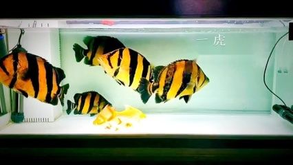 養(yǎng)泰國(guó)虎需要多大缸的水：養(yǎng)泰國(guó)虎魚需要多大缸的水 虎魚百科 第2張