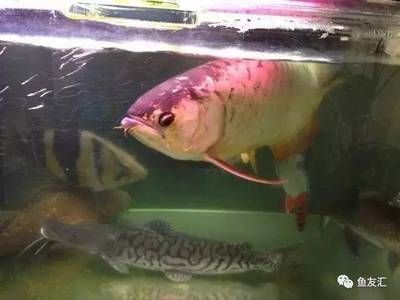 養(yǎng)泰國(guó)虎需要多大缸的水：養(yǎng)泰國(guó)虎魚需要多大缸的水 虎魚百科 第3張