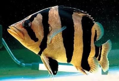 7到8厘米虎魚(yú)一天喂幾次食：7-8厘米的虎魚(yú)一天喂幾次食