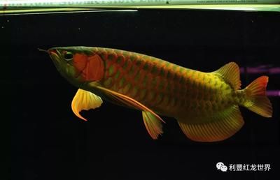 龍魚拒食半年了怎么辦：龍魚拒食半年了應(yīng)該采取專業(yè)的飼養(yǎng)知識和治療方法和解決方案 龍魚百科 第2張