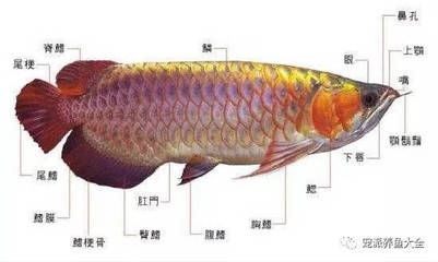 虎魚眼睛癟了能恢復嗎怎么治：虎魚眼睛癟了能恢復嗎 虎魚百科