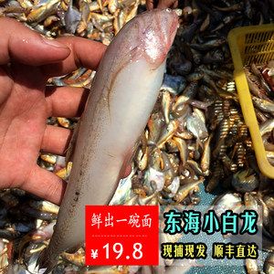 白龍魚多少錢一條？：白龍魚多少錢一條 龍魚百科 第1張