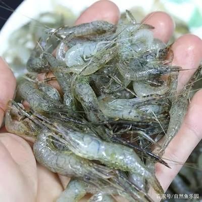 龍魚(yú)喂河蝦的正確方法：喂食龍魚(yú)河蝦的正確方法 龍魚(yú)百科 第2張