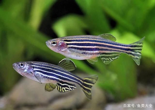 斑馬魚和龍魚能混養(yǎng)嗎：斑馬魚可以和什么魚一起混養(yǎng)