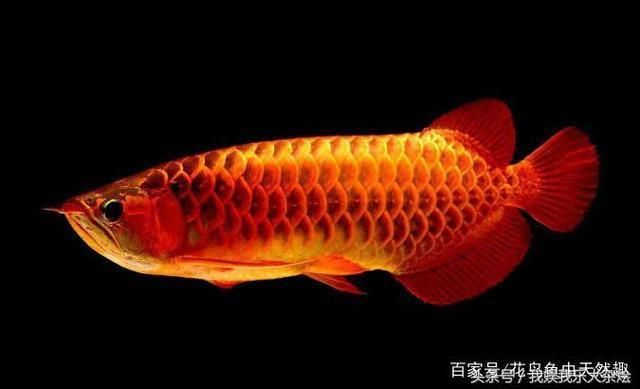 魚池養(yǎng)龍魚的好處和壞處：養(yǎng)龍魚可以促進(jìn)家庭和睦嗎？ 龍魚百科 第2張