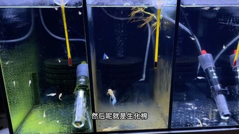 大型魚缸怎么養(yǎng)魚省錢：如何在保證水質和魚兒健康的同時，盡可能地節(jié)省開支 魚缸百科 第3張