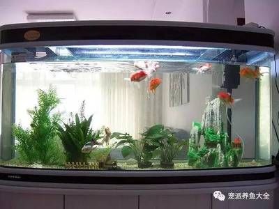 大型魚缸怎么養(yǎng)魚省錢：如何在保證水質和魚兒健康的同時，盡可能地節(jié)省開支 魚缸百科 第1張