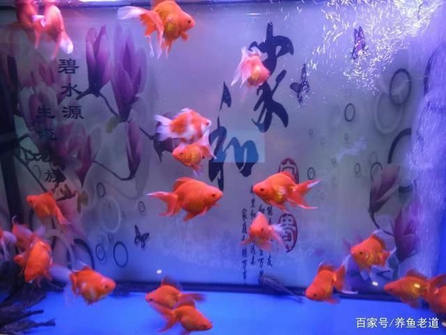 大魚缸費電嗎怎么辦 魚缸百科 第3張