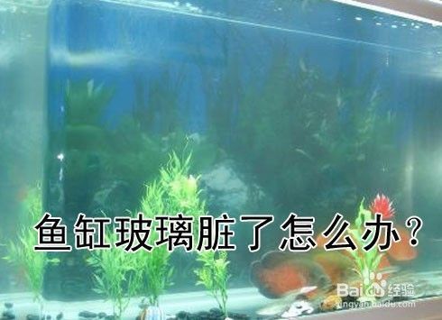 玻璃魚缸的玻璃膠怎么去除：如何去除魚缸玻璃膠？ 魚缸百科 第3張