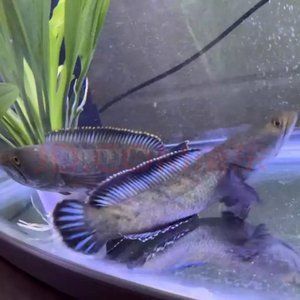 小龍魚(yú)苗會(huì)被大鸚鵡魚(yú)打嗎怎么辦：小龍魚(yú)苗會(huì)被大鸚鵡魚(yú)打嗎 龍魚(yú)百科 第1張