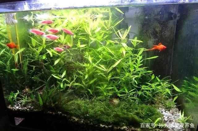 大型魚缸種什么水草好：皇冠草和苦草的養(yǎng)護(hù)方法 魚缸百科 第3張