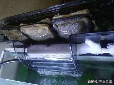 大型魚缸怎么清洗底部污垢：如何清洗大型魚缸底部污垢 魚缸百科 第1張