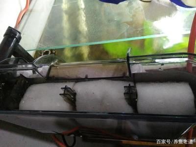 大型魚缸怎么清洗底部污垢：如何清洗大型魚缸底部污垢 魚缸百科 第3張