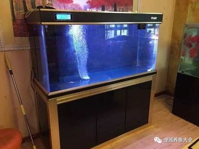 大型魚缸怎么清洗底部污垢：如何清洗大型魚缸底部污垢 魚缸百科 第4張