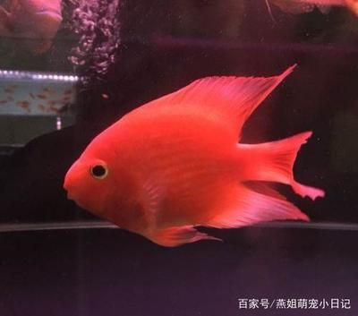 除了清道夫還有什么魚能清潔魚缸壁 魚缸百科 第3張