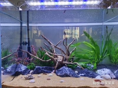 超白魚缸品牌哪個比較好用：超白魚缸品牌推薦超白魚缸品牌推薦超白魚缸品牌推薦