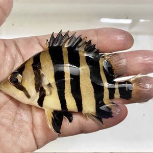 老版泰虎魚區(qū)別：老版泰虎魚和新版泰虎魚在外觀和特性上有一些區(qū)別 虎魚百科 第2張