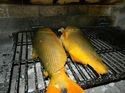 虎魚好不好吃：虎魚作為一種熱帶觀賞魚，其食用價值并未在搜索結(jié)果中明確提及 虎魚百科 第1張