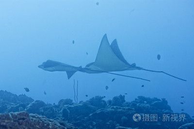 魟和蝠鲼：魟和蝠[需手動填充]和蝠鲼是兩種不同的海洋生物，它們在外形上有著明顯的區(qū)別 魟魚百科 第2張