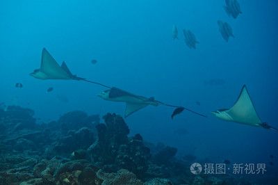 魟和蝠鲼：魟和蝠[需手動填充]和蝠鲼是兩種不同的海洋生物，它們在外形上有著明顯的區(qū)別 魟魚百科 第3張